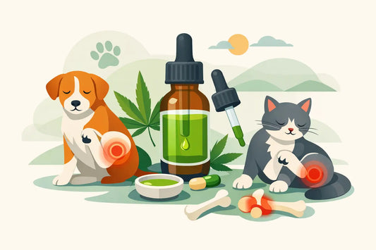 CBD for Pets Arthritis: What to Know