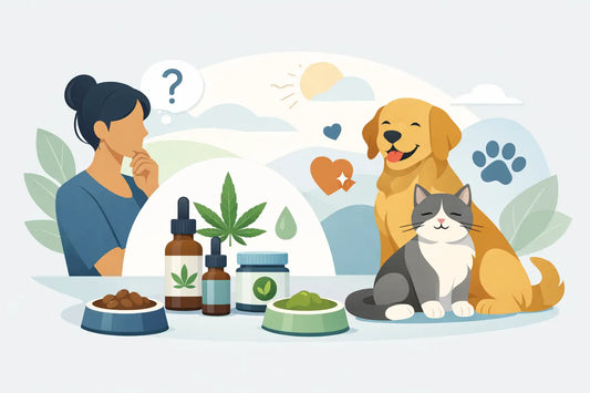 How to Choose Pet CBD for Everyday Support