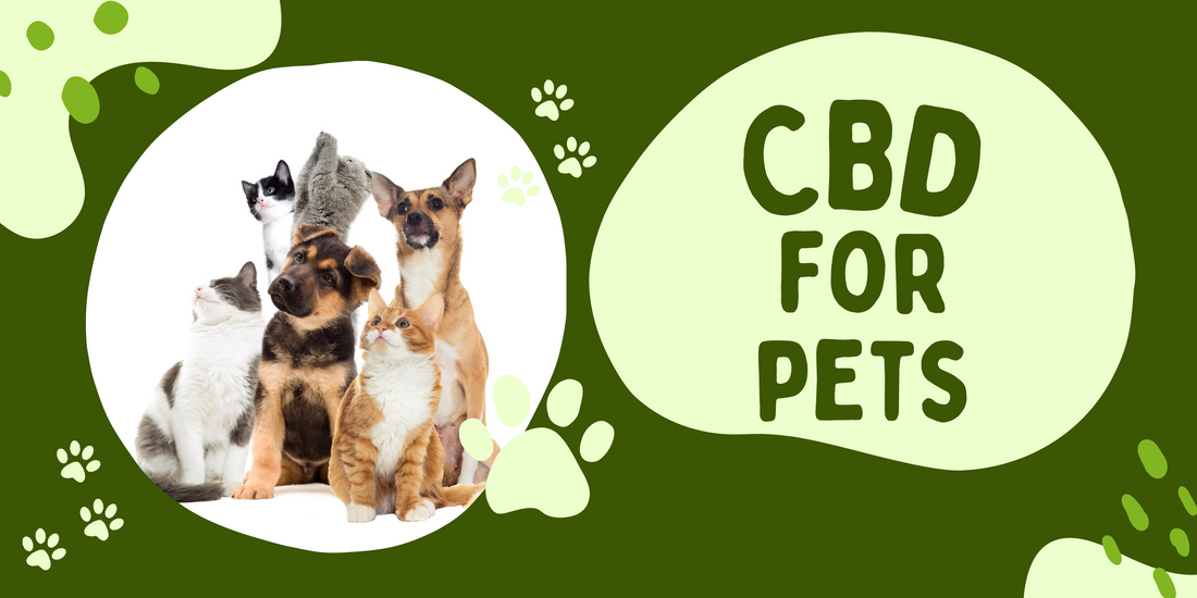 CBD for Pets - Unlocking the Natural Solution for Your Furry Friends