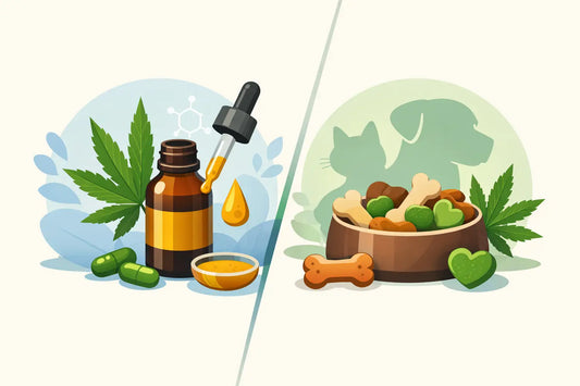 CBD Oil vs CBD Treats: Which Fits Best?