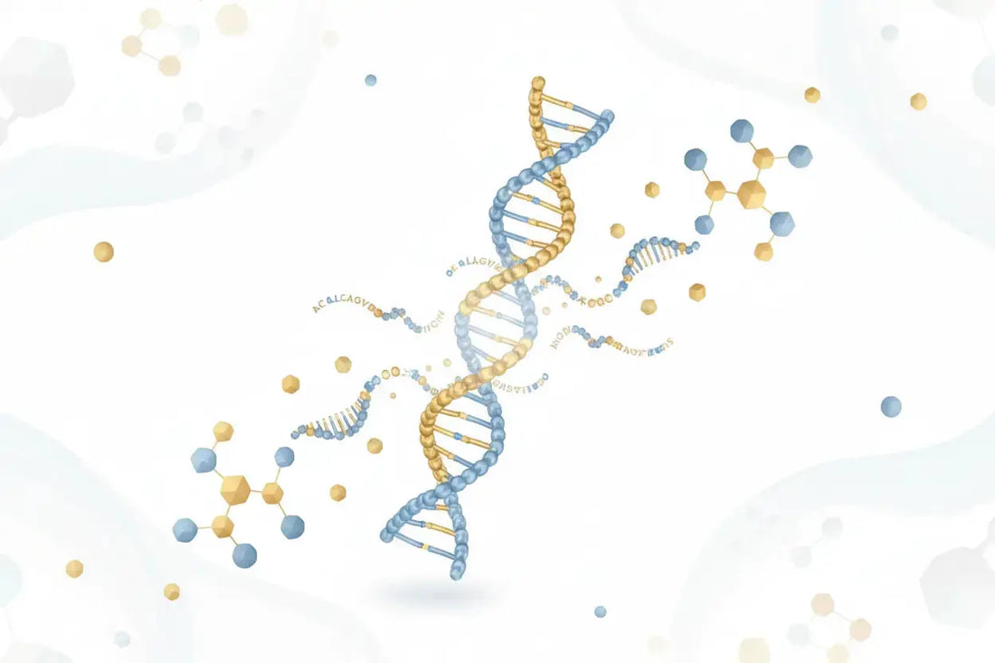 Guide to Premium Collagen Peptides Benefits & Uses Zerep Holistics