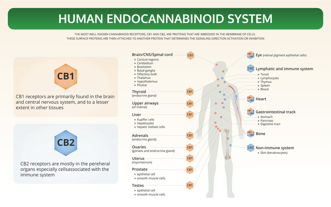 Endocannabinoid System & Your Health