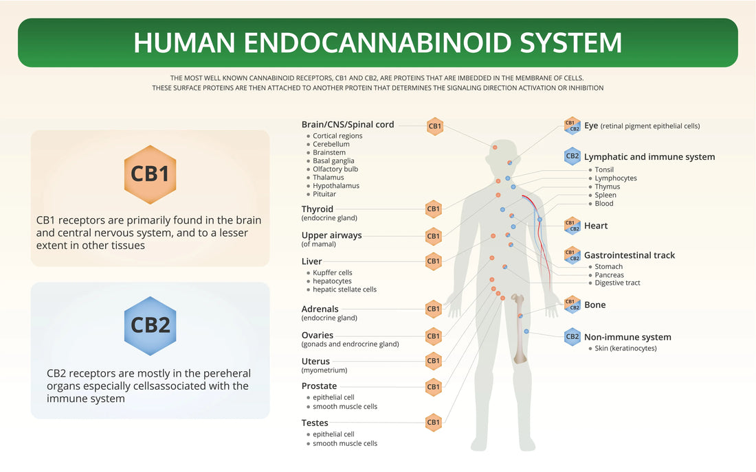 Endocannabinoid-System-Your-Health Zerep Holistics