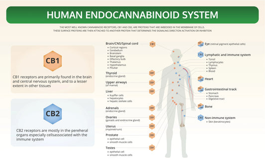 Endocannabinoid-System-Your-Health Zerep Holistics